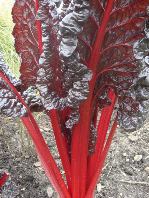Beta vulgaris 'Charlotte' petiole
